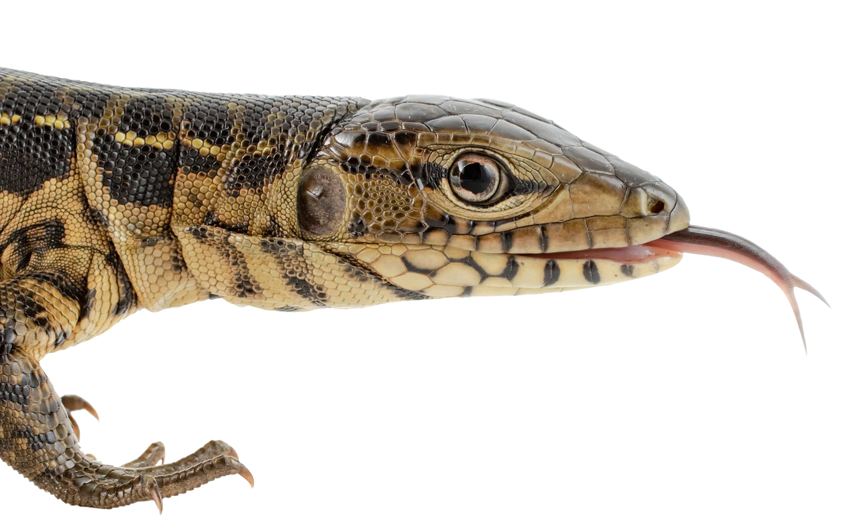 iguana