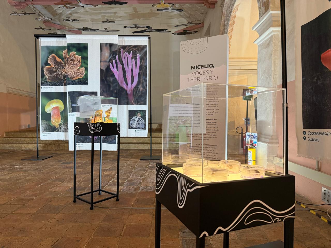 museo con la muestra de micelio