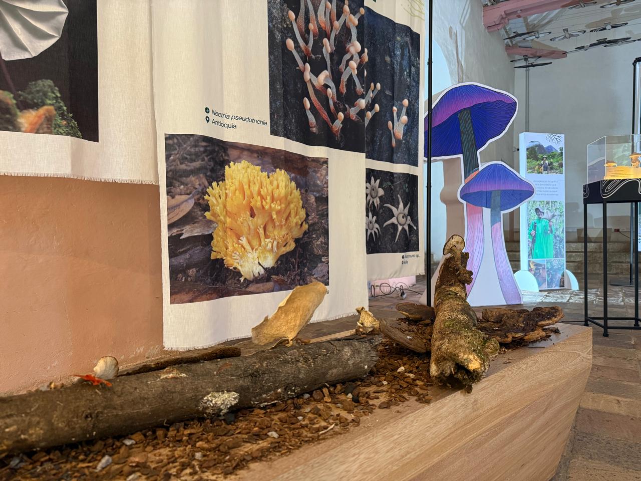 museo con la muestra de hongos