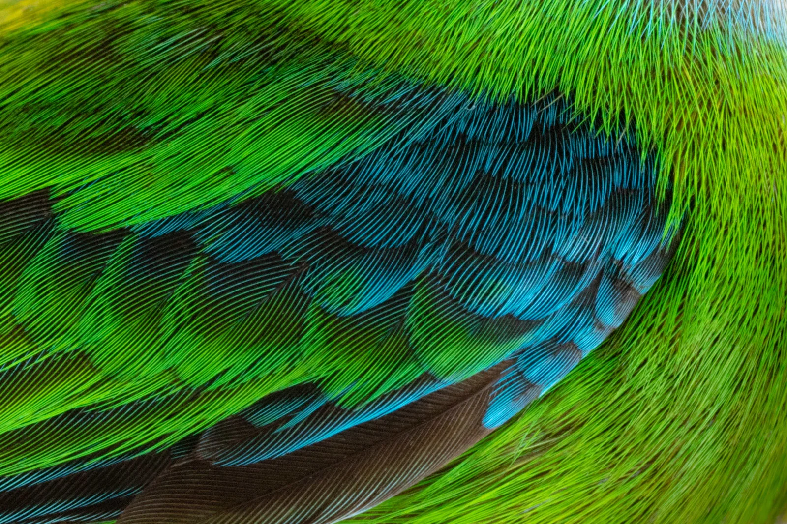Las formas de la naturaleza: