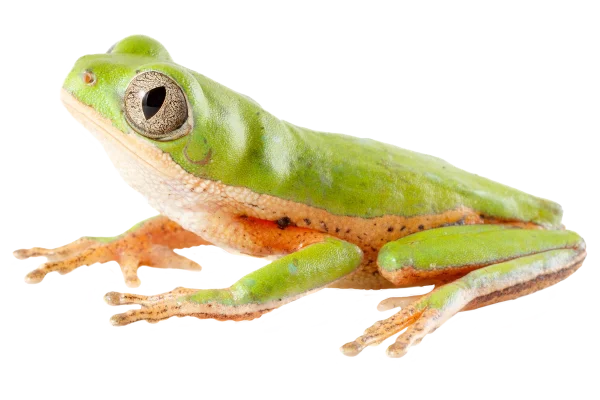rana