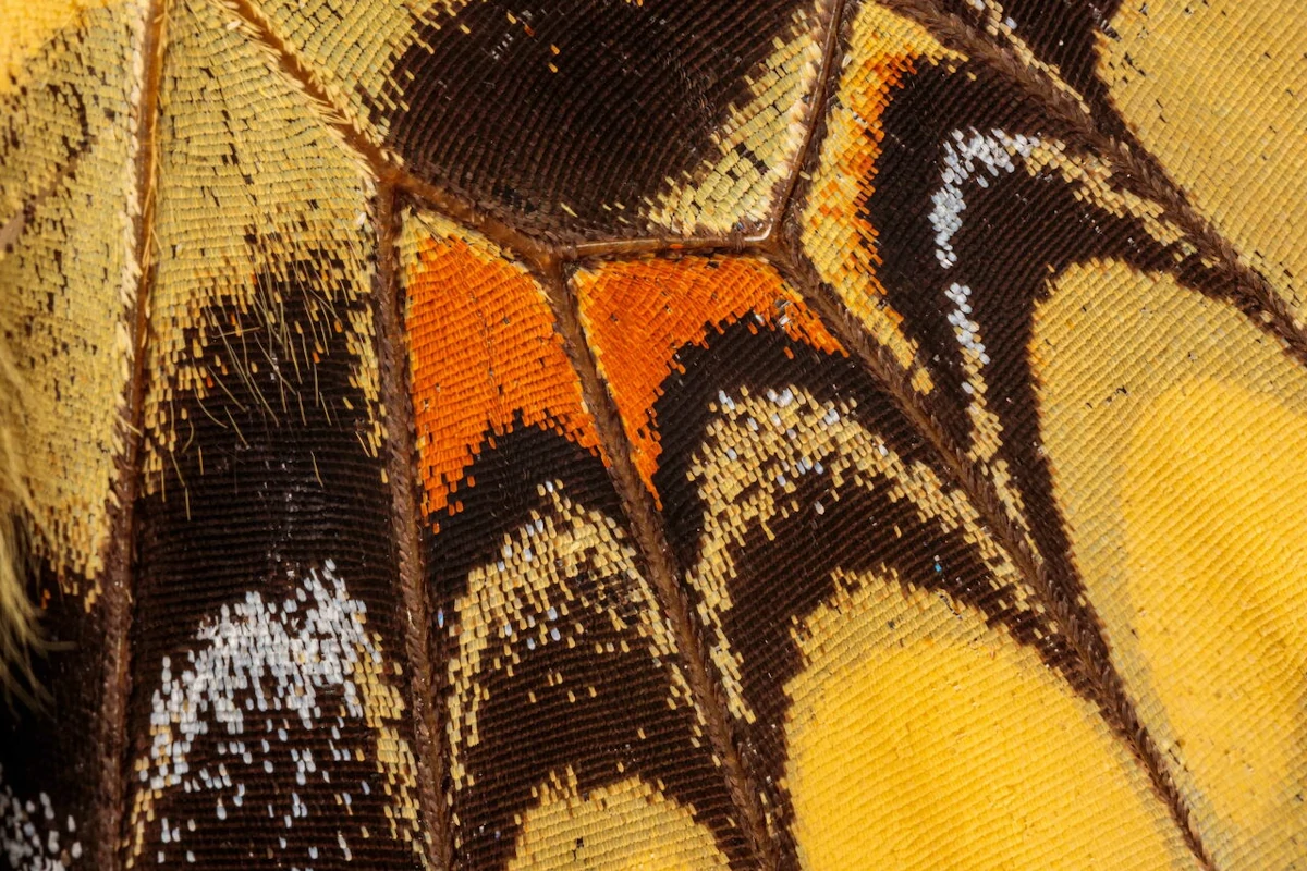 Formas de la naturaleza